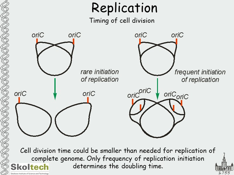 Replication Timing of cell division Cell division time could be smaller than needed for